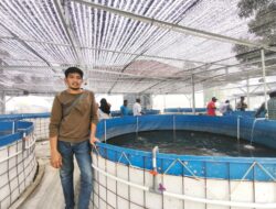 BUMDes Kabobona Kembangkan 12 Kolam Ikan Nila, Bidik Sentra Perikanan Sigi