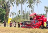 Sigi Uji Metode PM-AAS untuk Tingkatkan Hasil Panen Padi